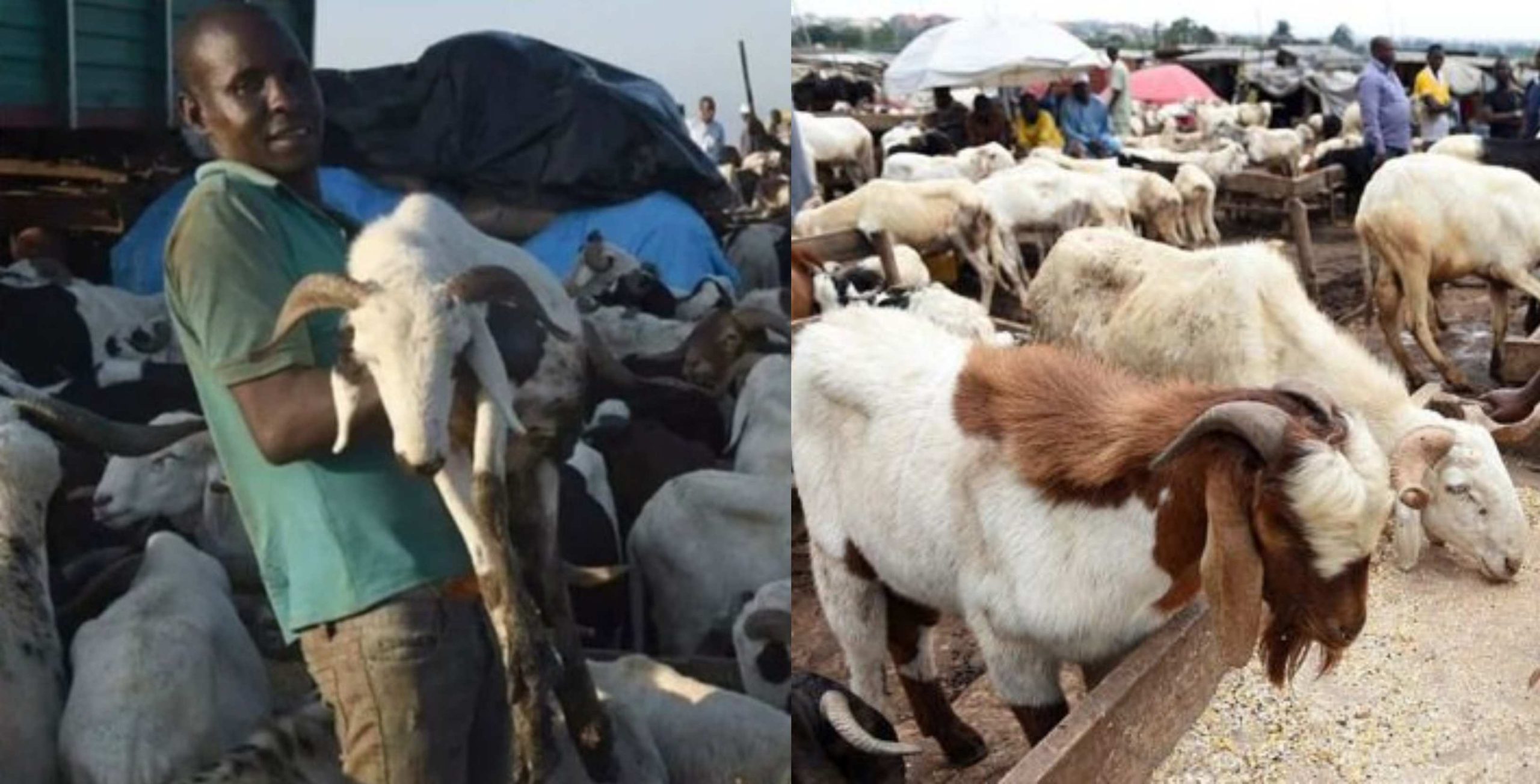 We need help people are not buying Sallah ram – Nigerian Ram sellers cry out